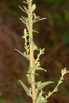 Downy ragged goldenrod